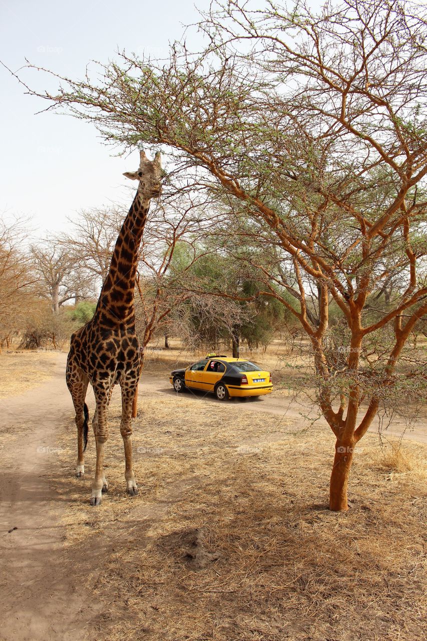 Taxi safari!