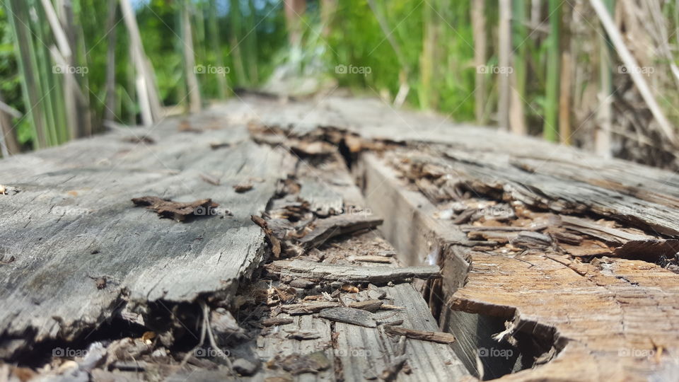 Weathered wooden log