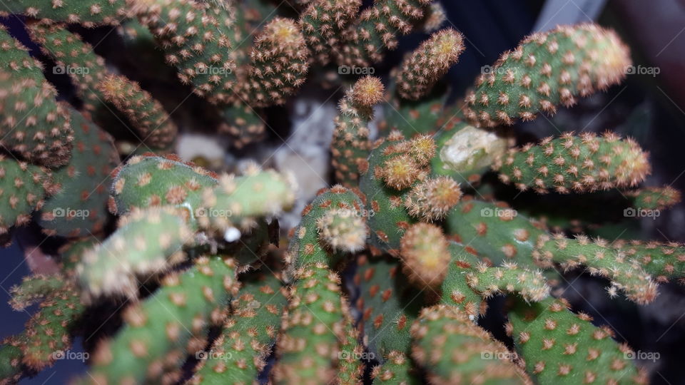 cacti