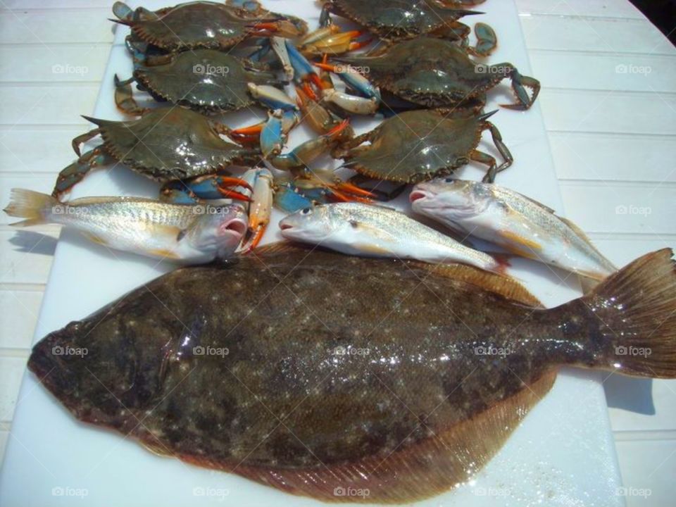 crab,fish