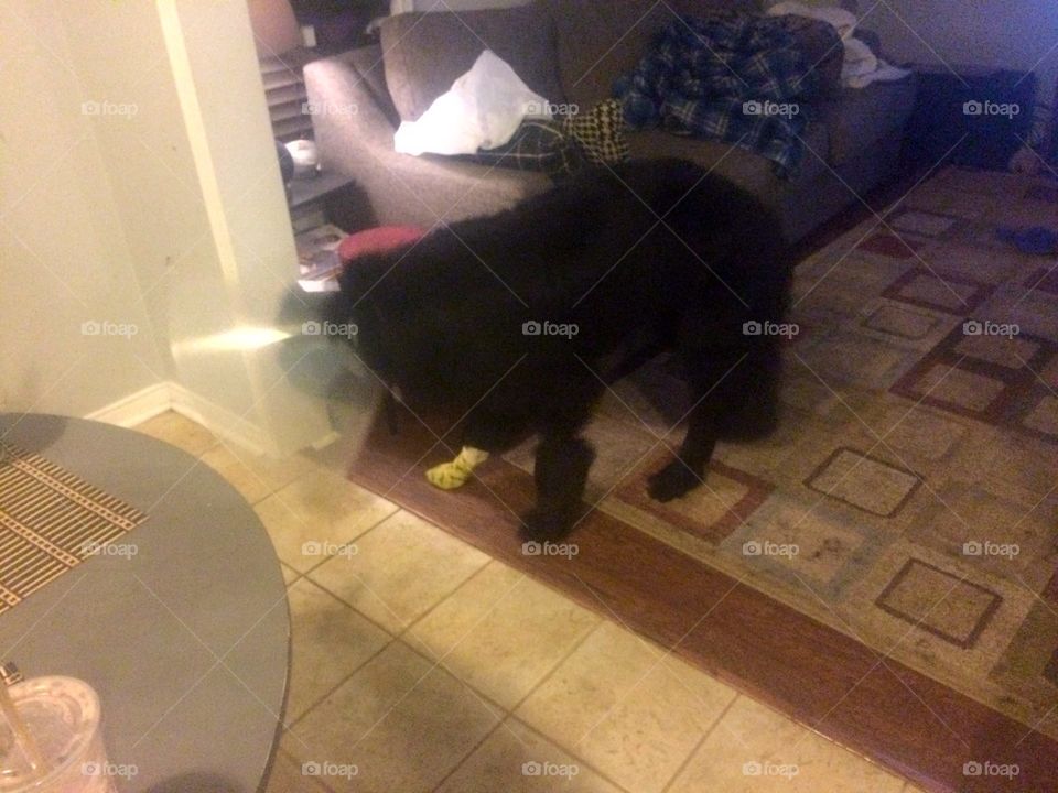 People, Room, Furniture, Indoors, No Person