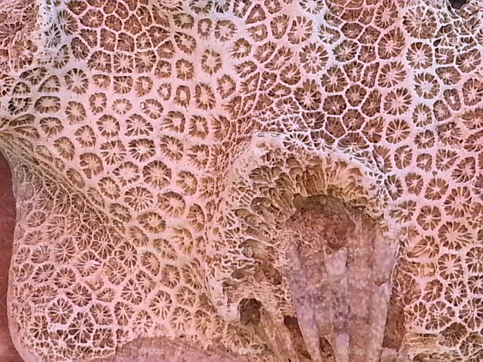 coral on river shell