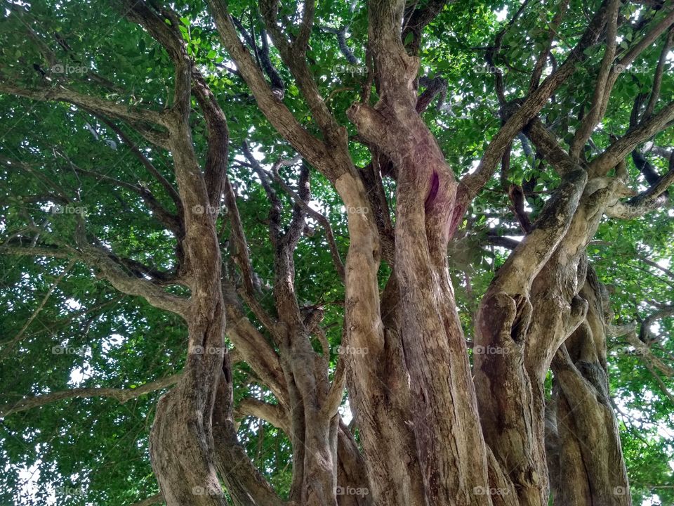 Beautiful tree trunk &  stem!!  Brown beauty!!