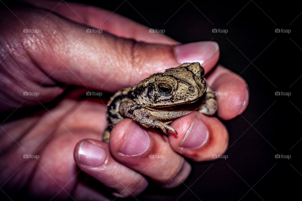 Holding a Toad