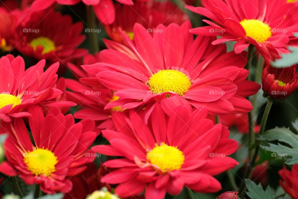 red flowers