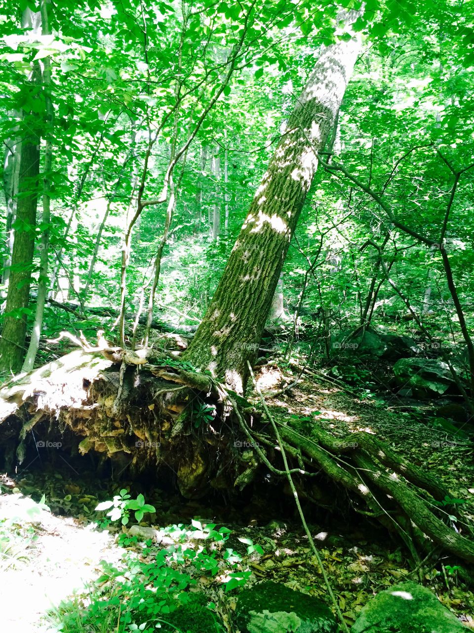 Uprooted tree
