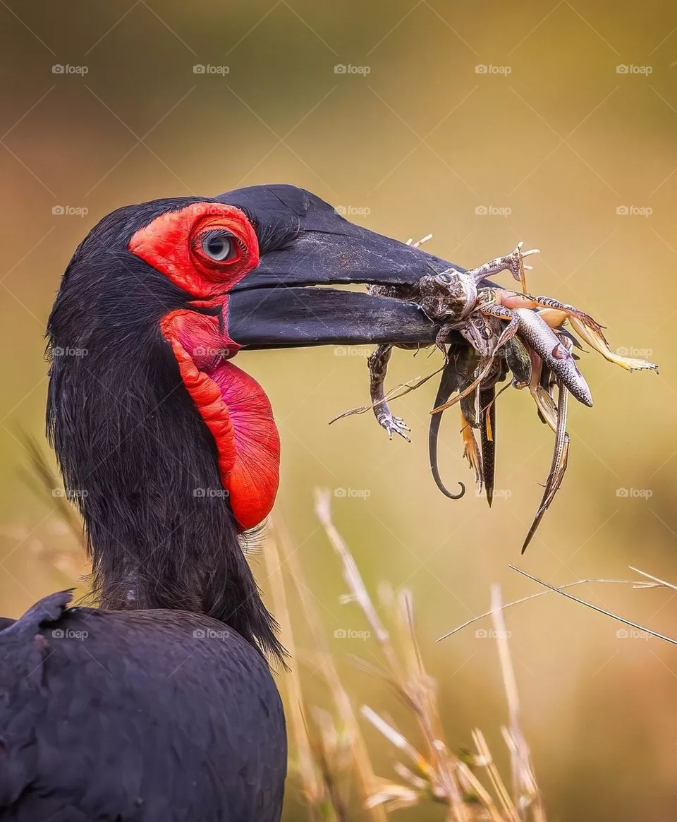 food chain