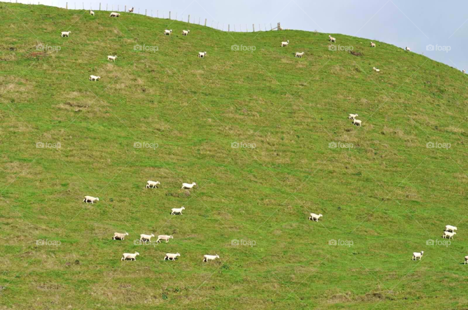 green hill new zealand sheep by micheled312