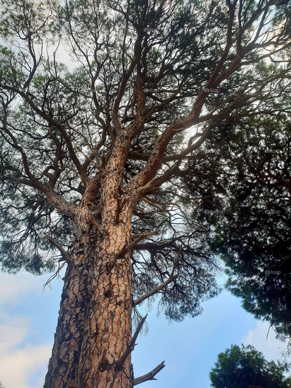 grand tree on the fone sky