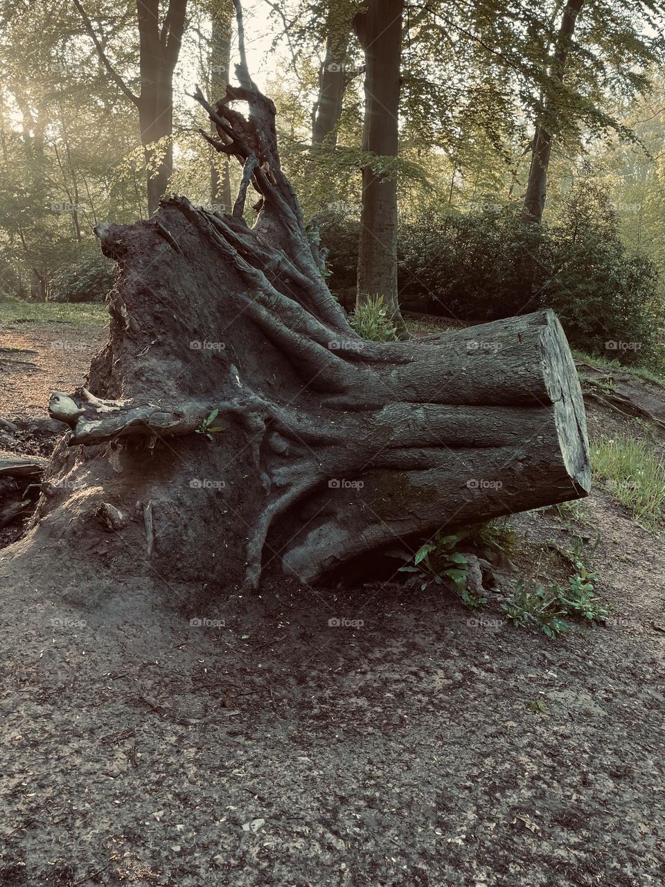A tree stump fallen