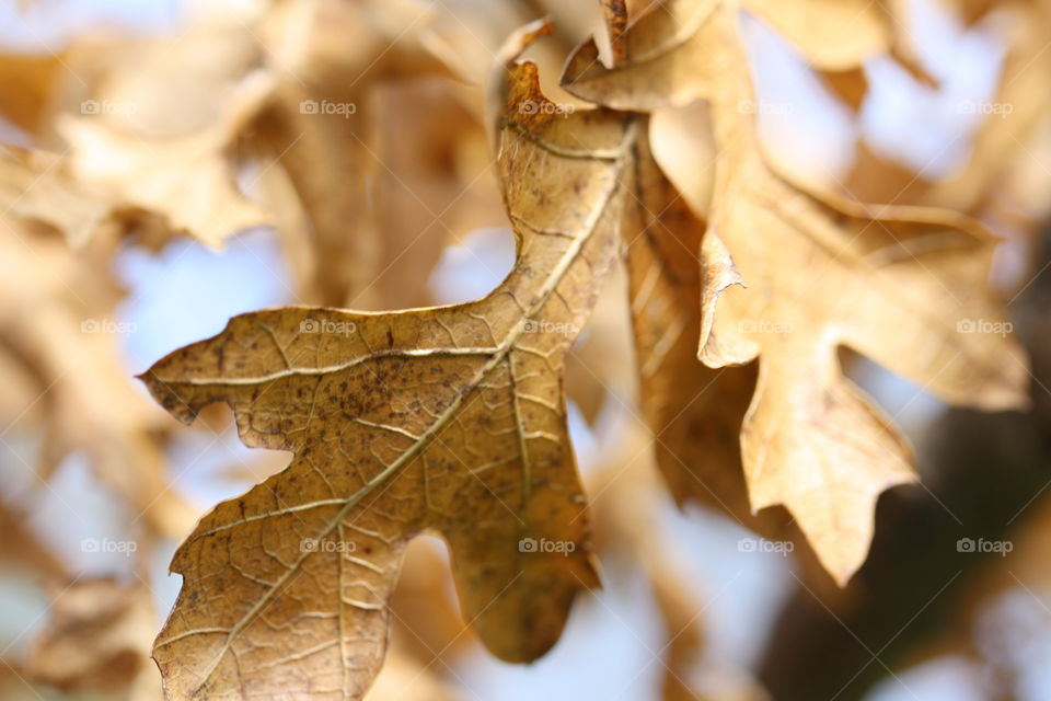 Dry oak leaves