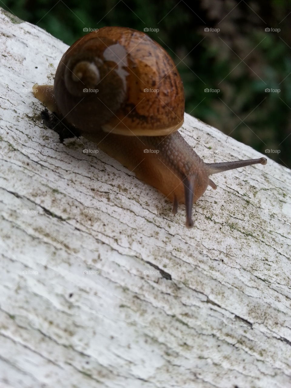 snail