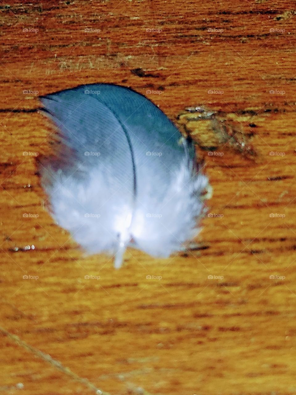 a tiny feather