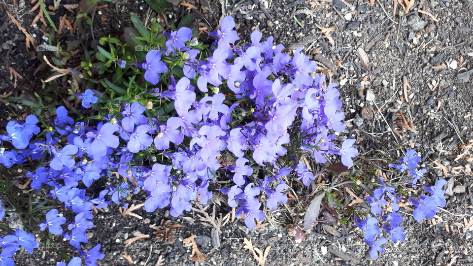 A Little Patch of Viola Closeup