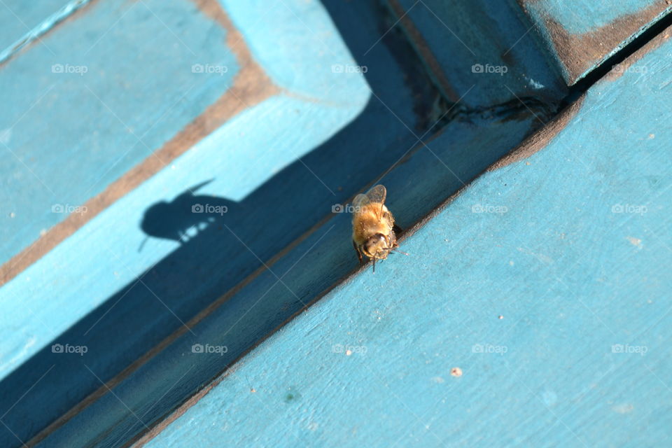 Honeybee on blue bench casting a shadow.