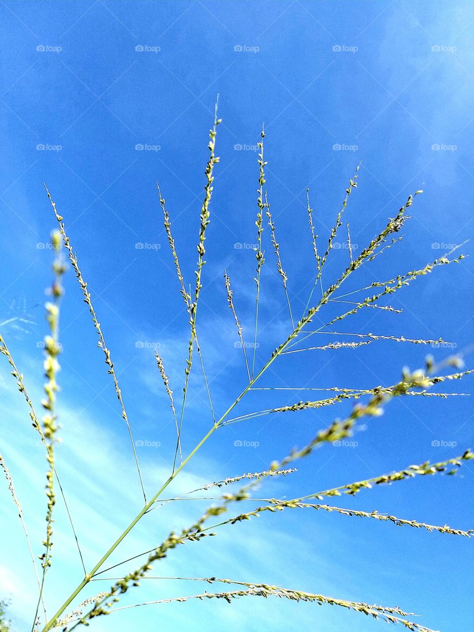 A wild grass with beautiful blue sky with some thin cloud as background