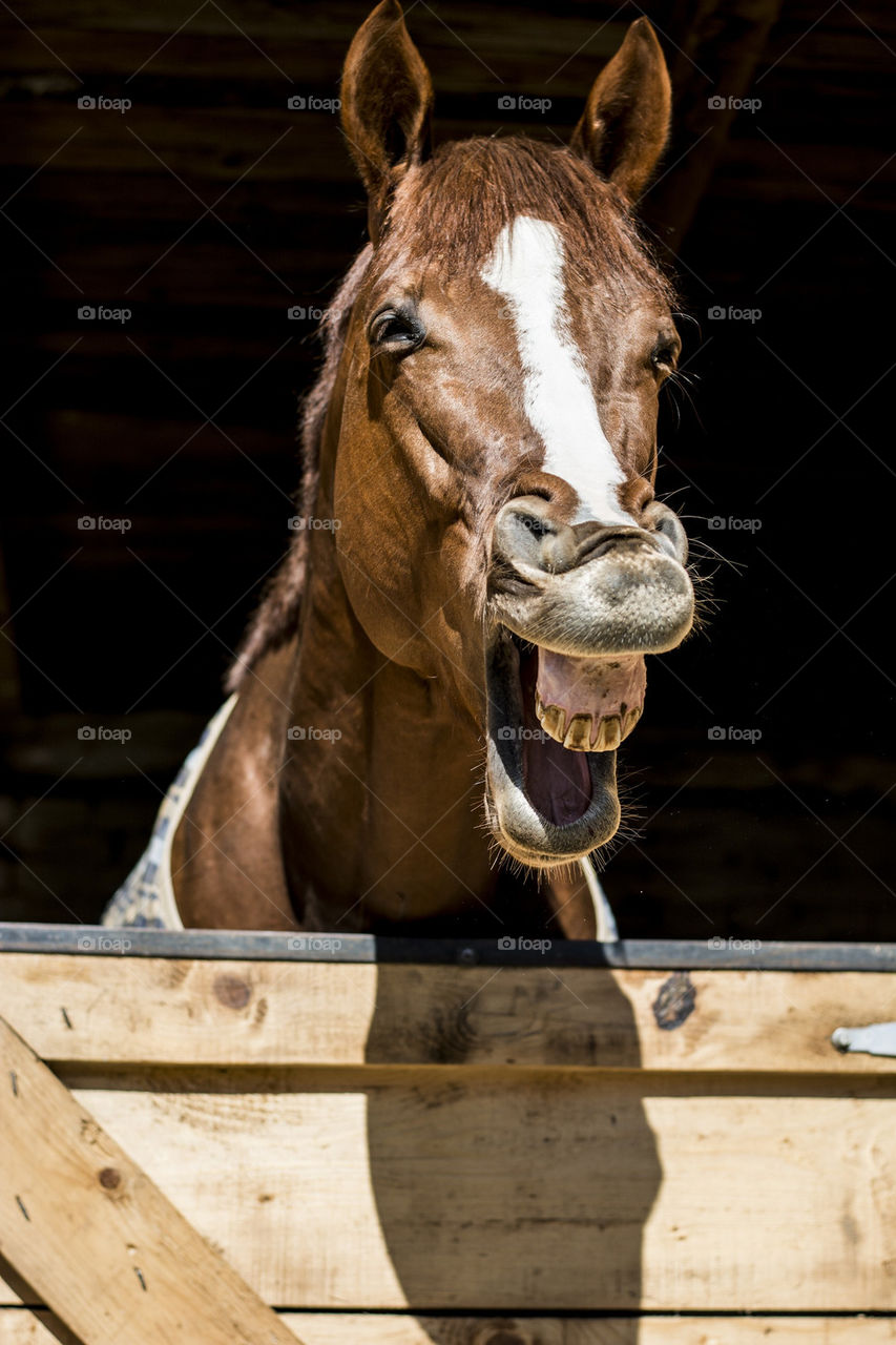 Close-up of a horse with mouth open