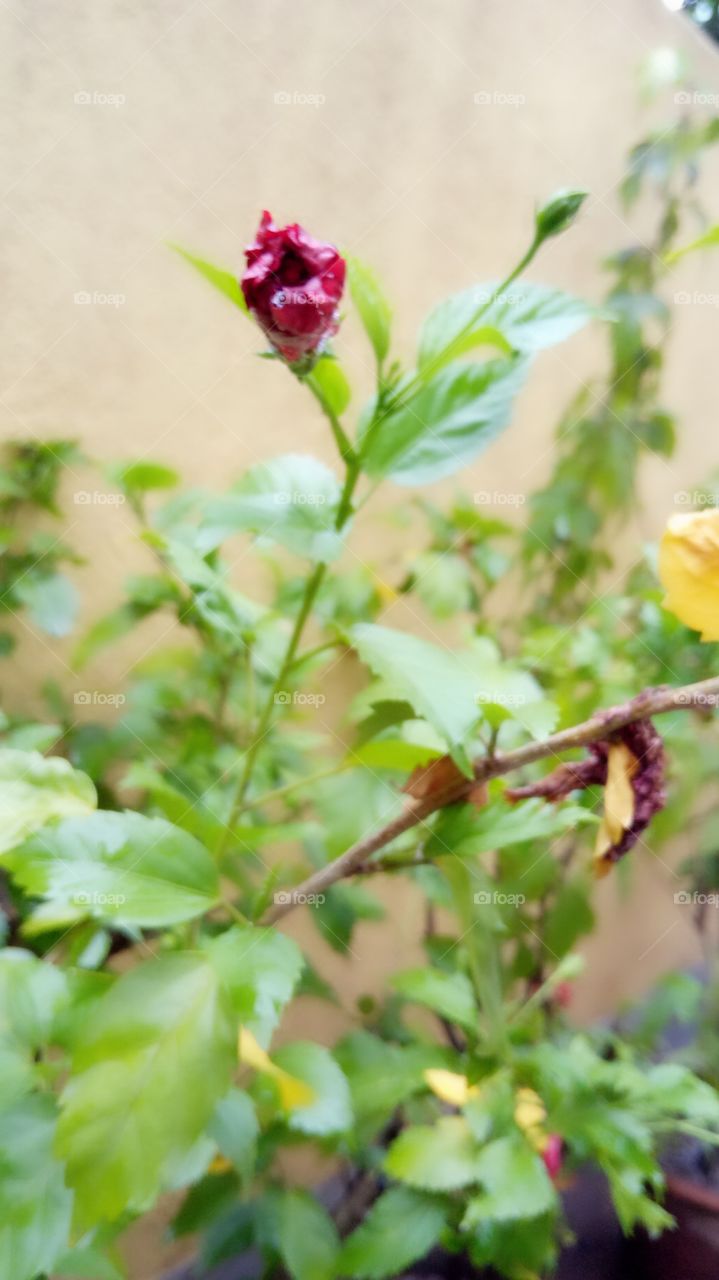 hibiscus Rosa flower