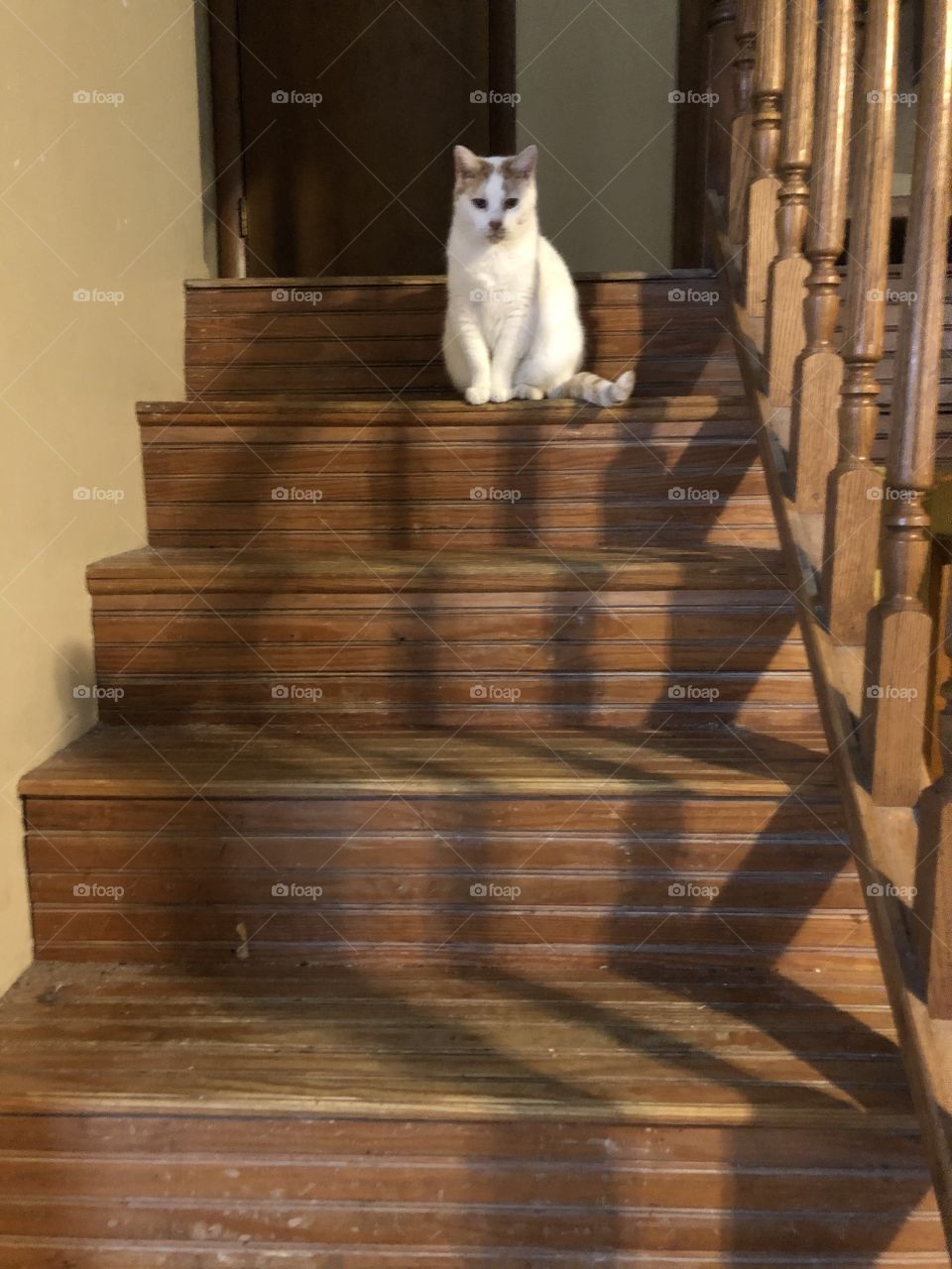 Staircase shadows and a cat
