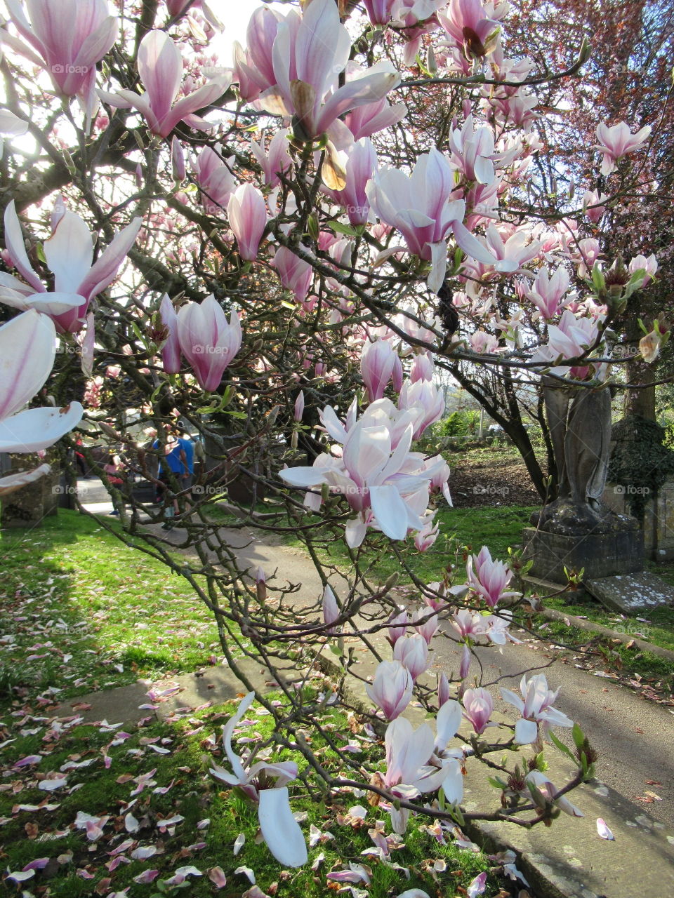 Magnolia tree in the grounds of Church of st nicholas Bathampton