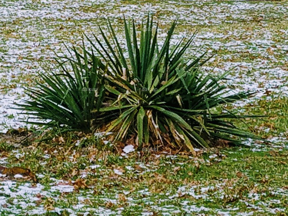 yucca