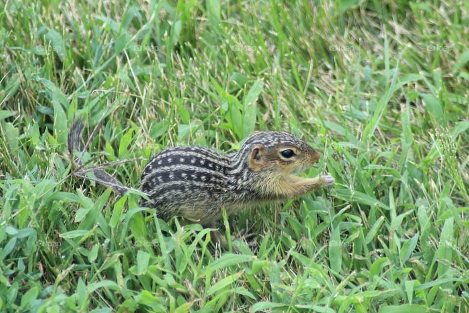Little Spotted Ground Squirrel finding food.