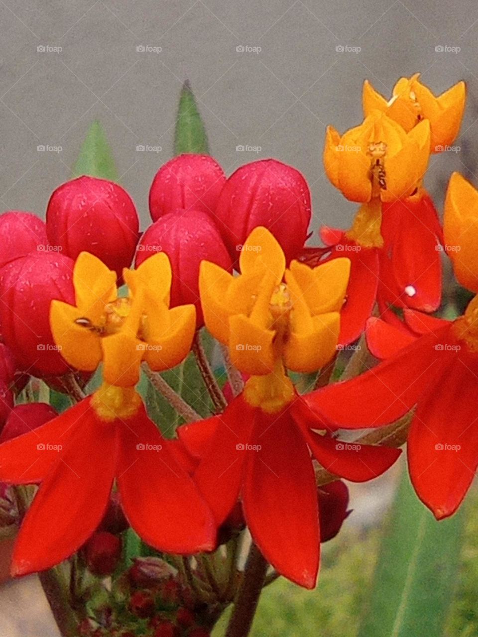 Asclepias curassavica - butterfly weed