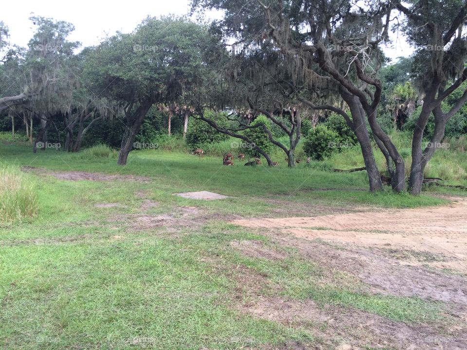 Tree, Nature, Grass, Landscape, No Person