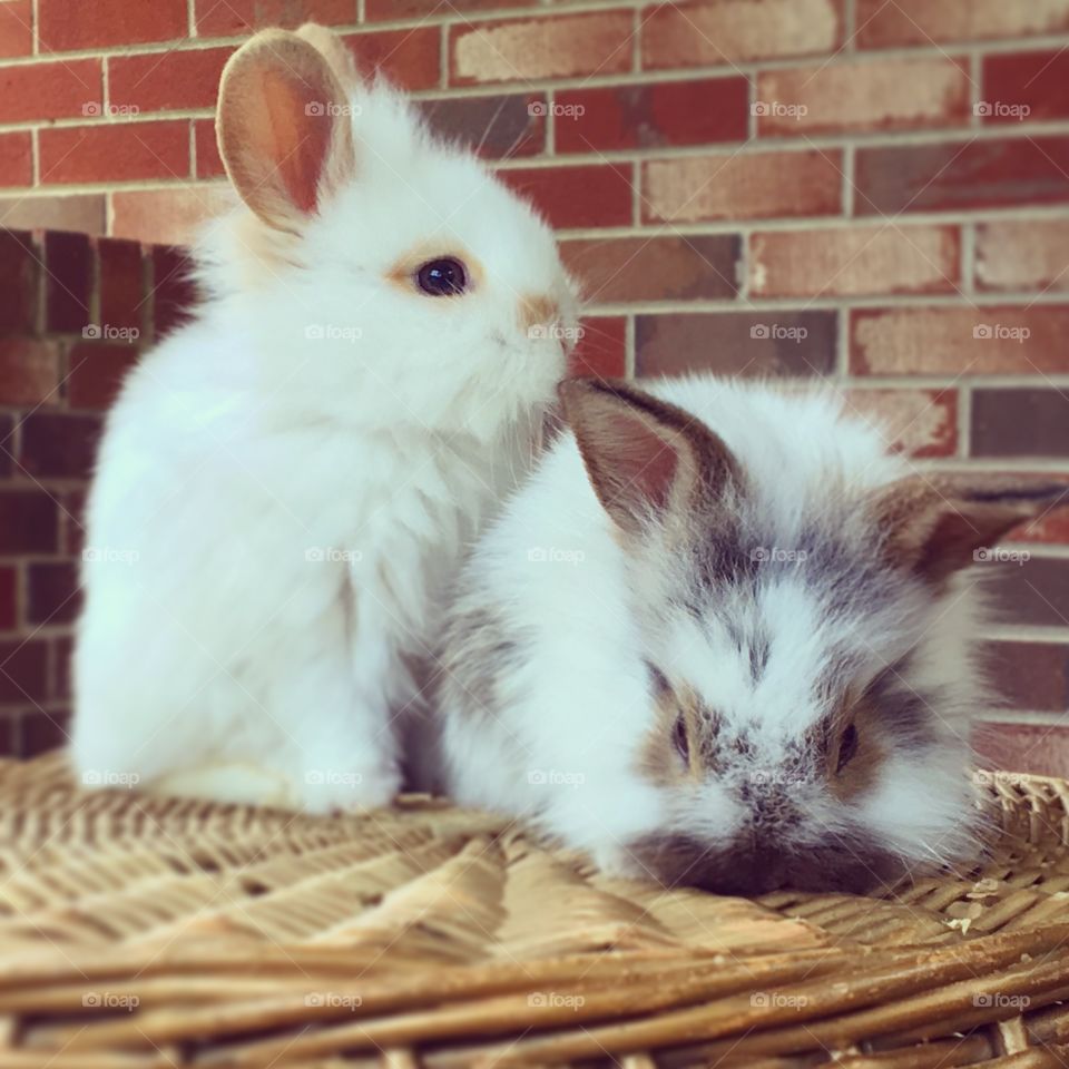 Close-up of baby bunnies