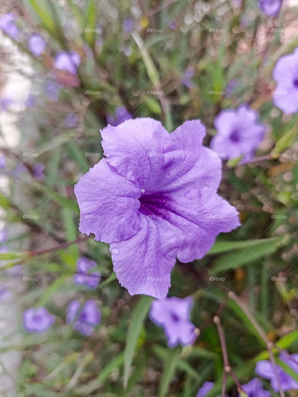 Close-up view of a beautiful purple flower with dew on it, surrounded by greenery and other flowers