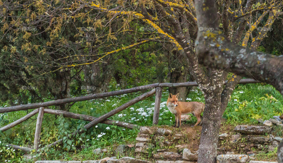 Fox on Imittos mountain Athens Greece