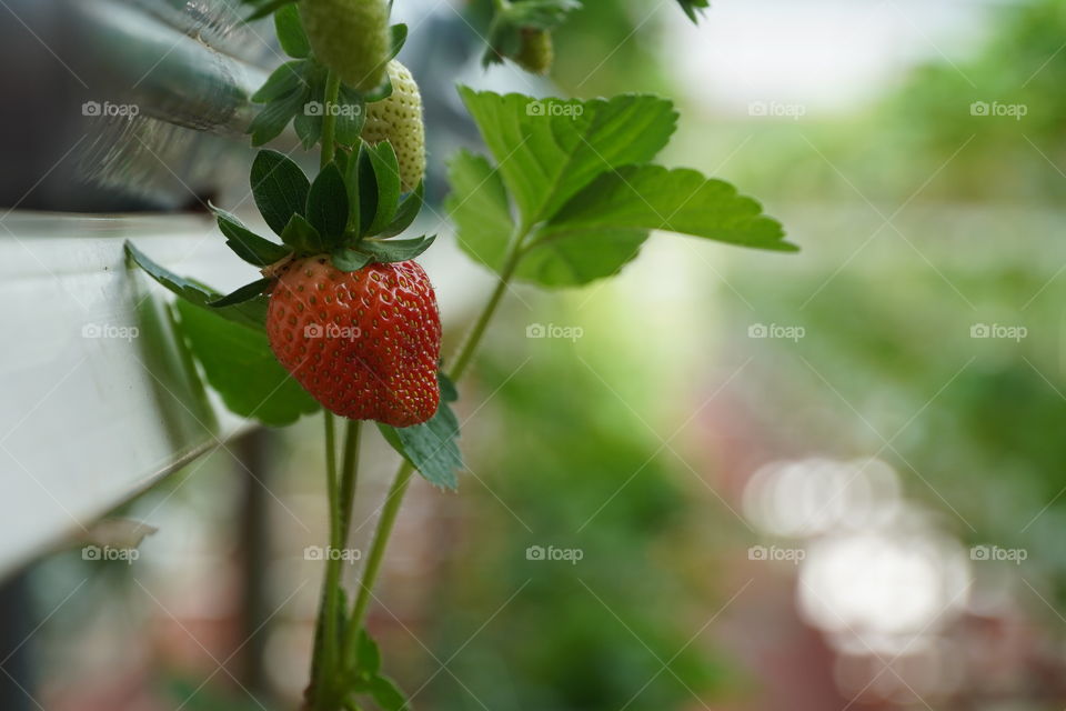 A strawberry is changing color from green to red, which means it is ready for harvesting. It is like autumn season, all the leaves start changing color from green to brown, which means they are ready to falling down...๐