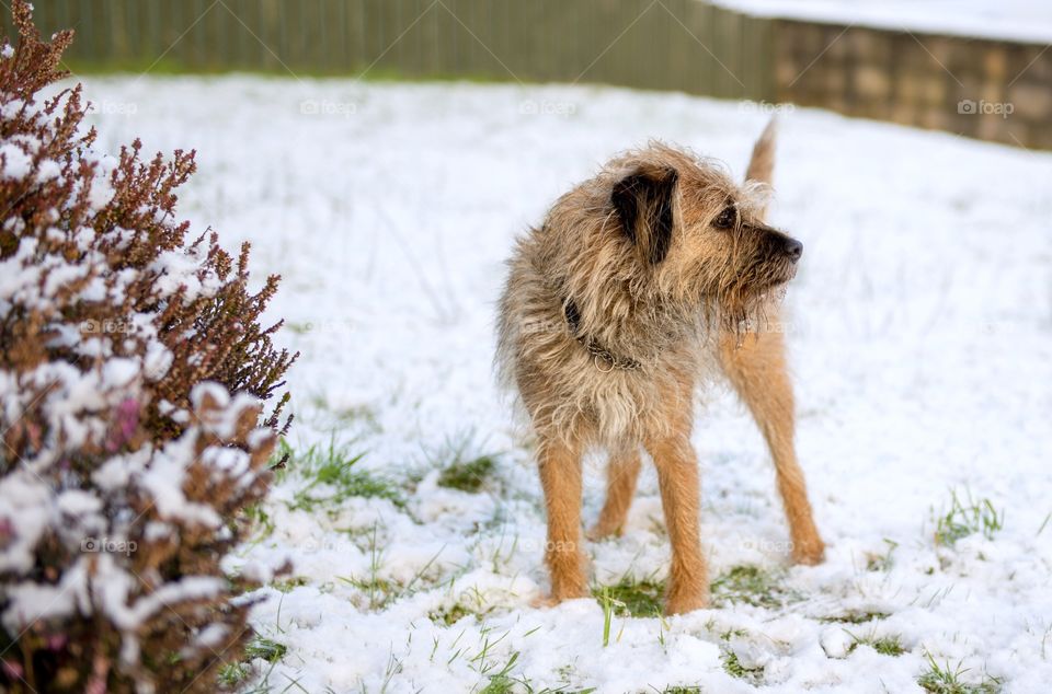 Border terrier in the snow