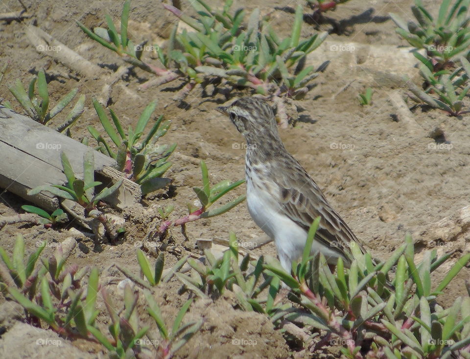 Australasian (paddyfield) pipit. Soliter shown and captured at the side of ponds, not far from mangrove. The bird one looks for walking one enjoy to find kind insect on the ground. The body's plumage is pale brown withbdark streaks.