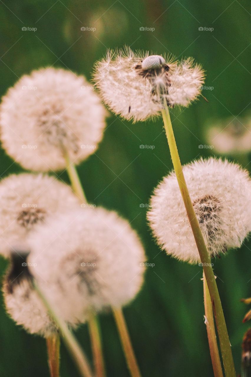 Dandelion 