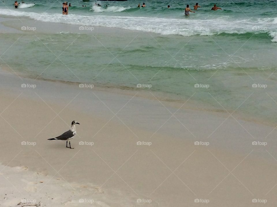 Seagull chilling on the beach 