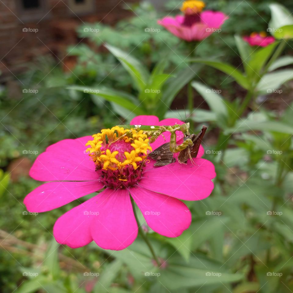 Zinia flowers that are blooming on the praying mantis