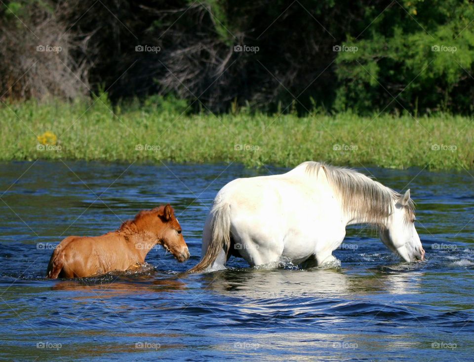 Mare and Filly Crossing River