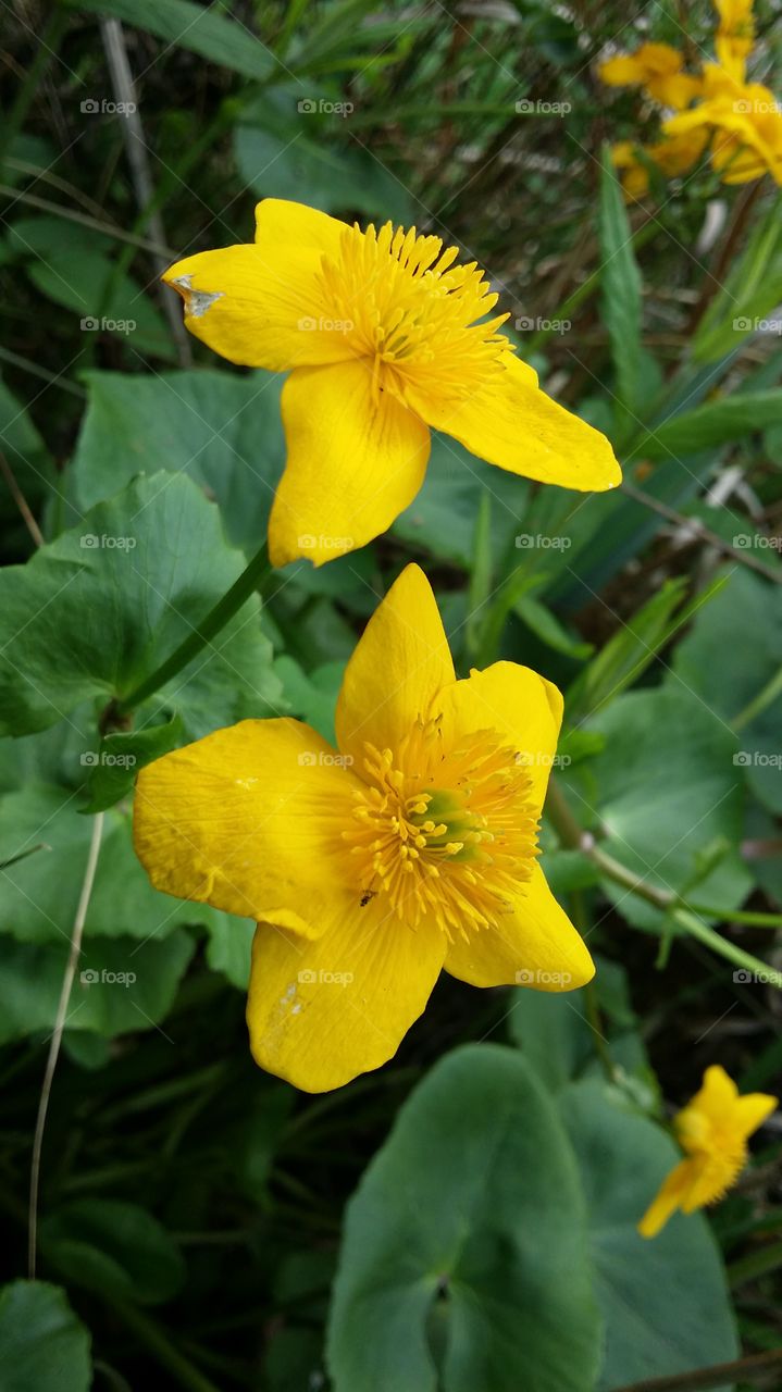marsh marigold