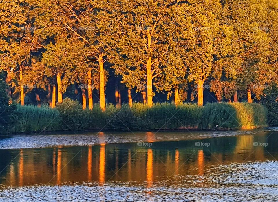 Golden light on the forest