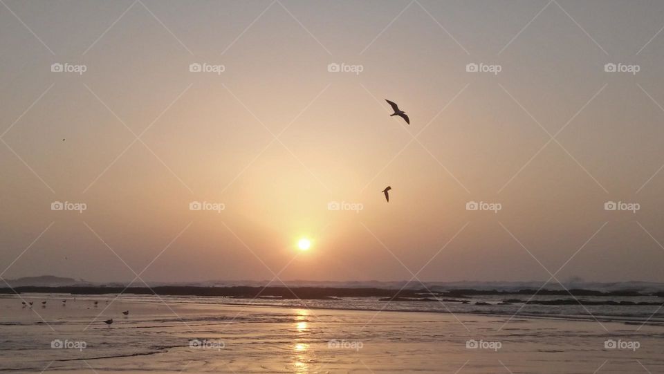 splendid and golden sunset besides  two beautiful seagulls flying cross the sky.