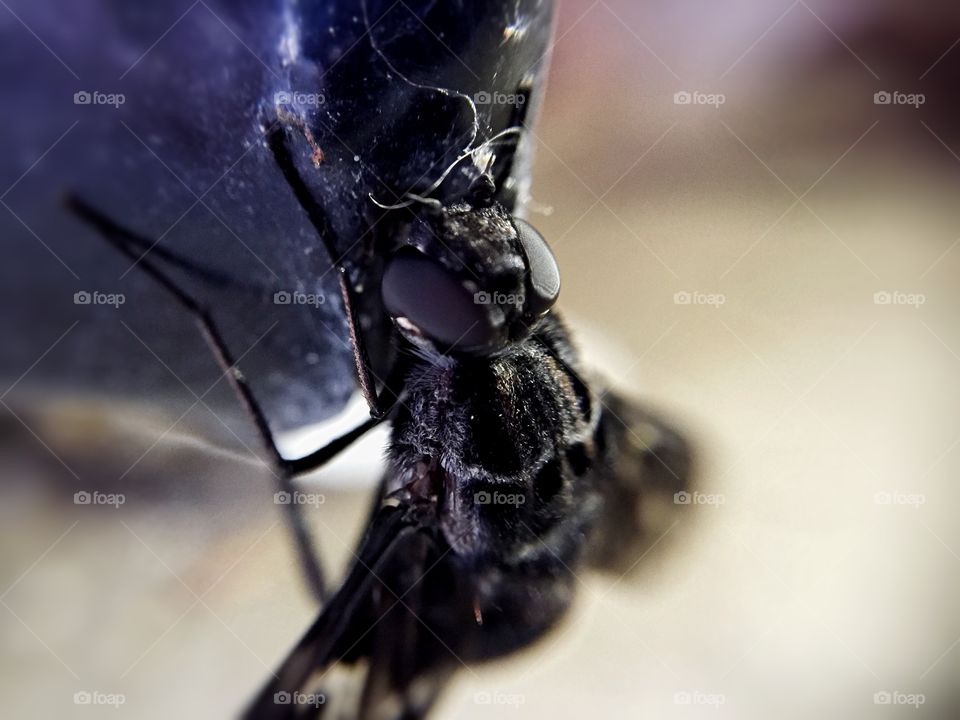 Closeup of a horsefly on a vending machine