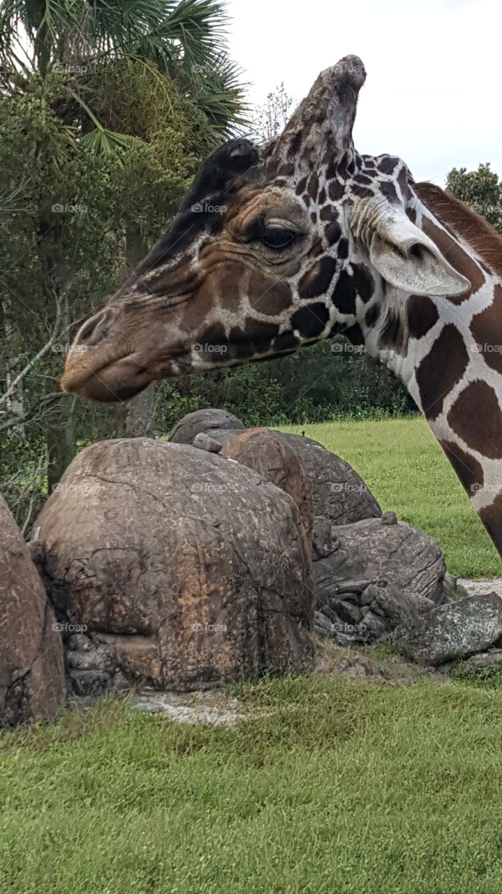 happy giraffe