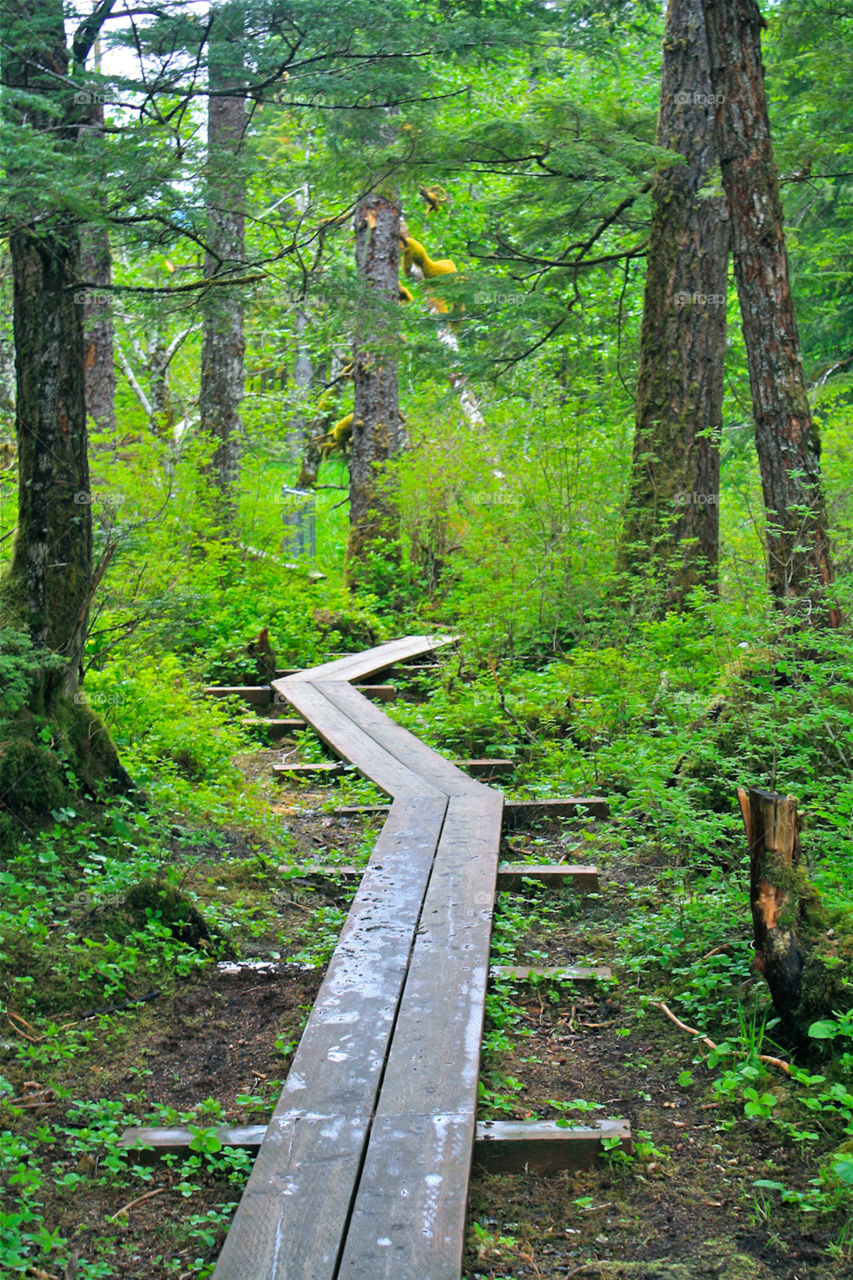 Rainforest board walk