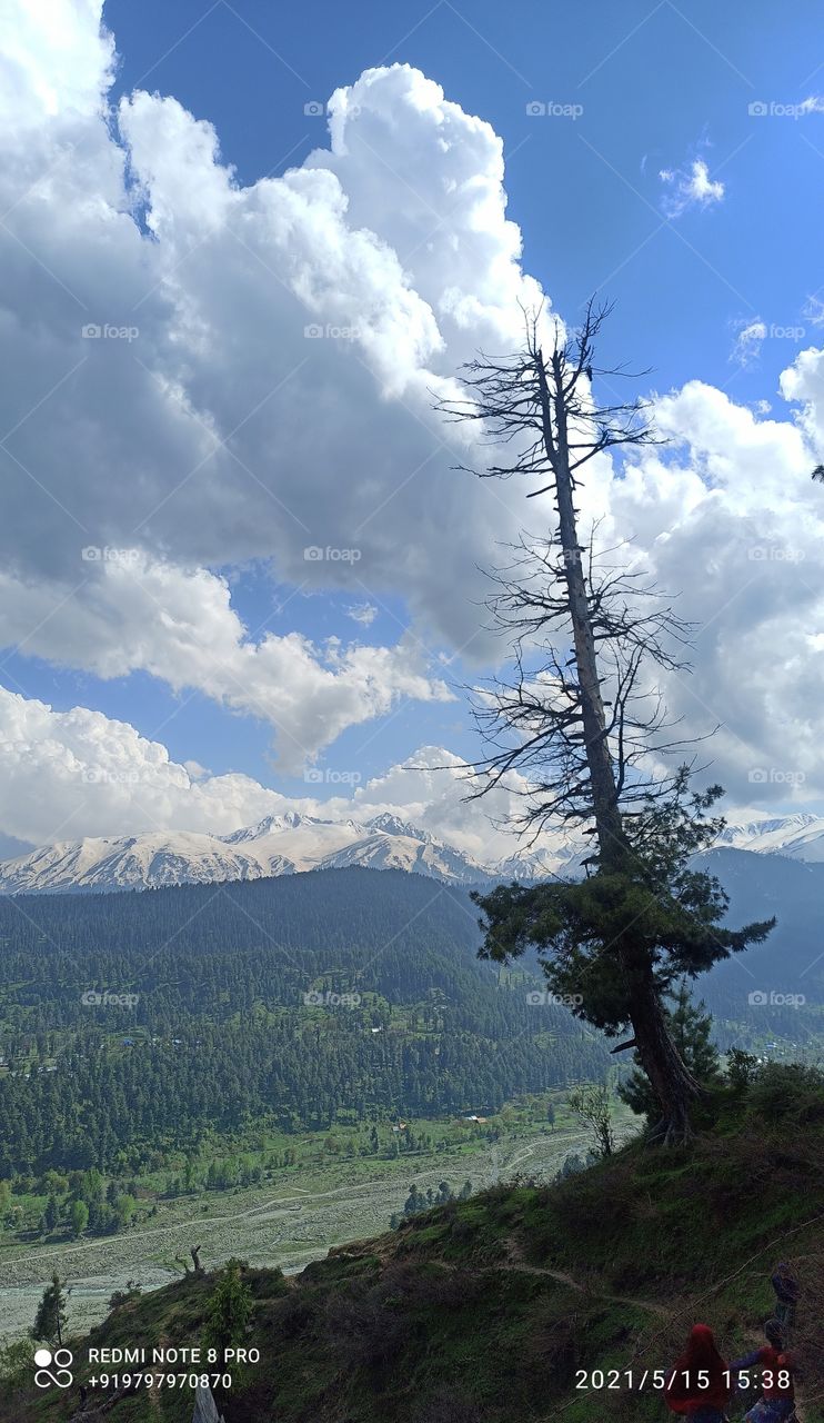 Nature's  beauty at peak  captured in picture  in Forest area of  Shopian of Kashmir valley in start of Spring season......