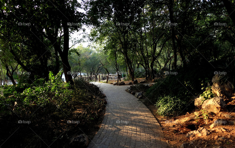 Heavenly Path. Margalla Hills National Park. Islamabad, Pakistan.