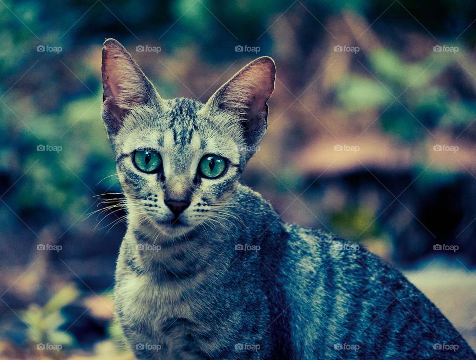 Egyptian mau  - Domestic cat