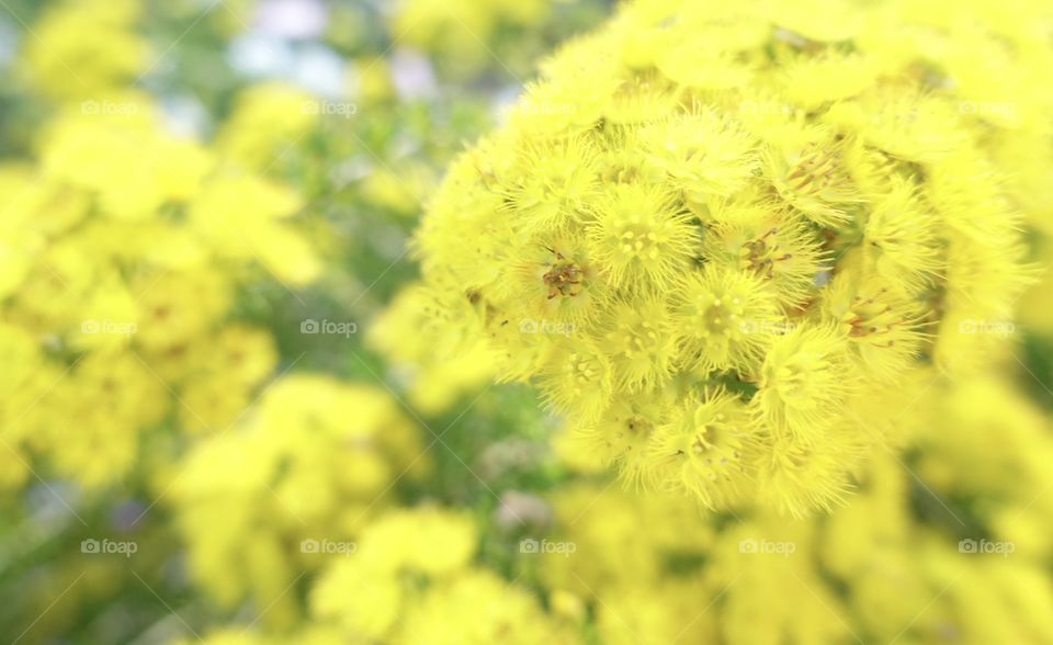 Close up Australian wildflowers called yellow feather flower.