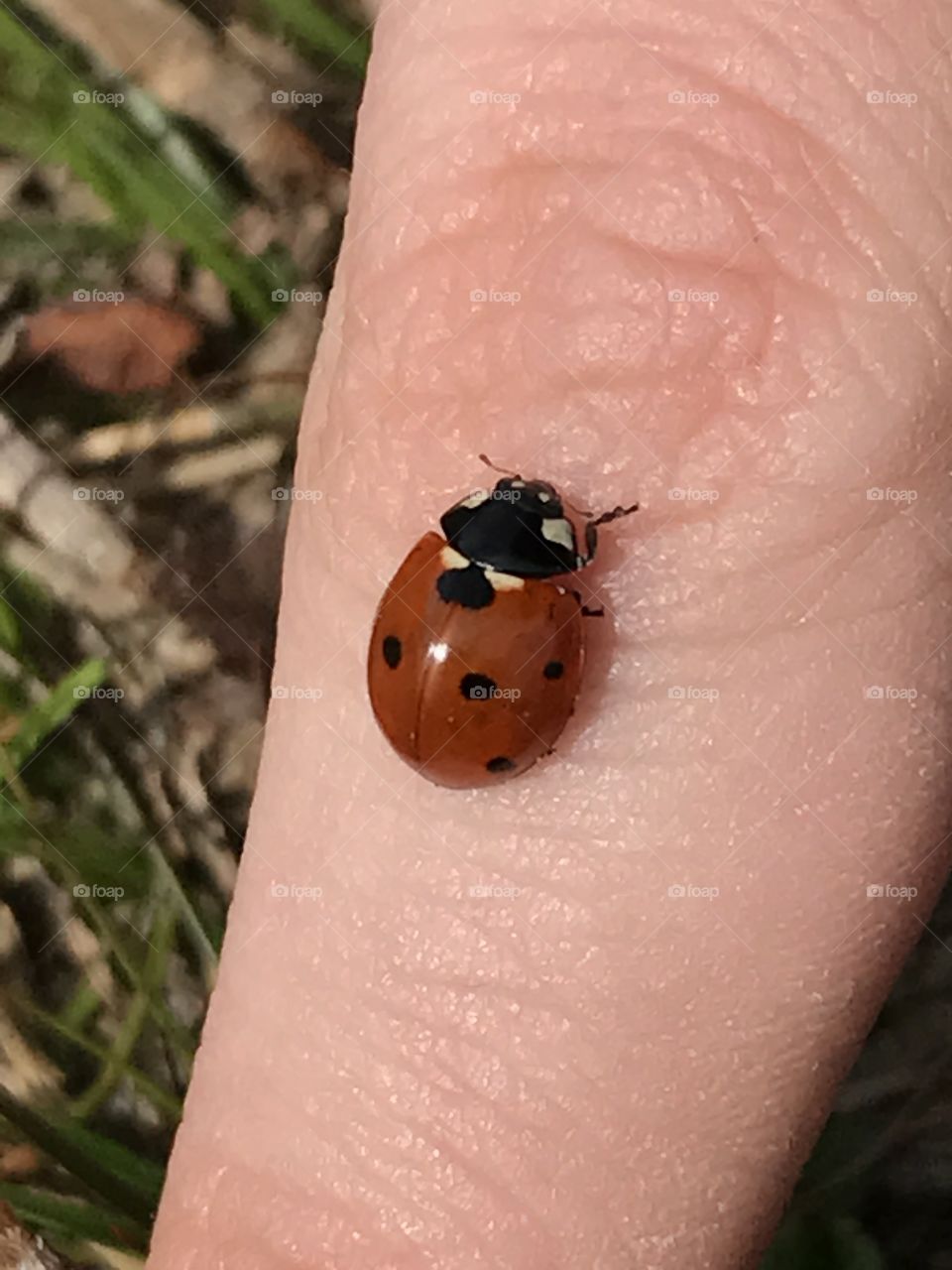 First Ladybug in the season