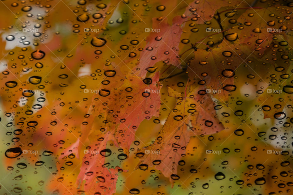 Rain in a fall day
